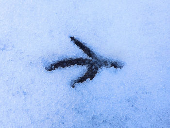 High angle view of lizard on snow