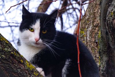 Close-up of a cat looking away