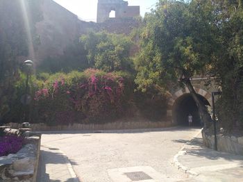 View of flowering plants in garden