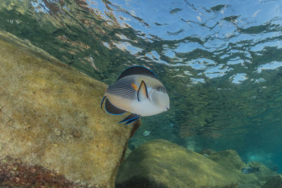 View of fish in sea