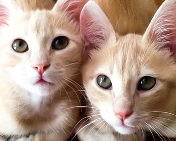 Close-up portrait of cat