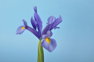 Close-up of purple flower against blue background