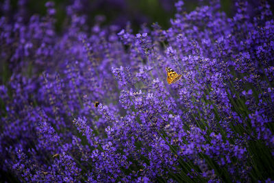 Close-up of butterfly pollinating on purple flowering plant