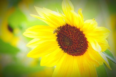 Close-up of sunflower blooming outdoors