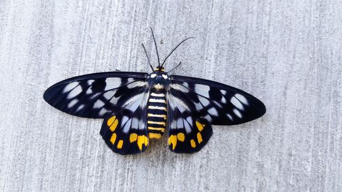 insect