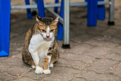 Portrait of cat sitting on footpath