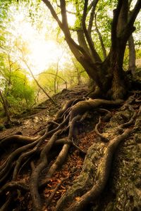 Trees in forest