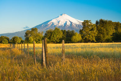 Scenic view of field against snowcapped mountain