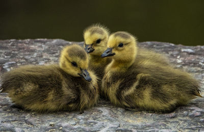 Close-up of a duck