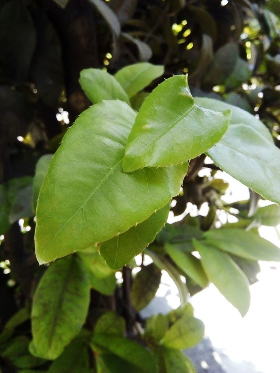 leaf, growth, nature, green color, freshness, close-up, beauty in nature, plant, no people, day, outdoors, focus on foreground, fragility, tree, branch, flower, food