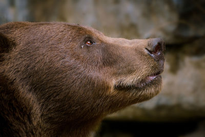 Close-up of an animal looking away