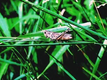 Close-up of damselfly on plant