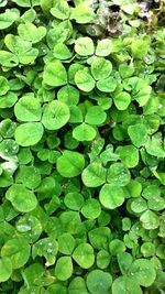 Full frame shot of leaves