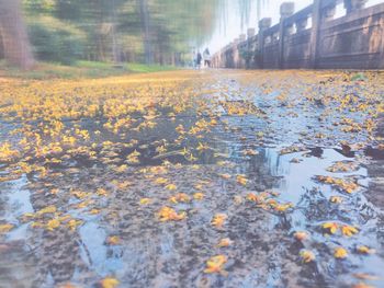 Autumn leaves on wet road