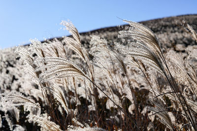 plant