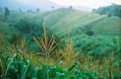 Close-up of crops growing on field