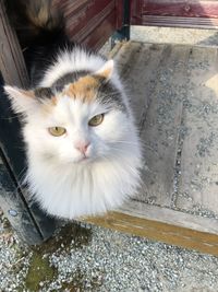 Close-up portrait of a cat