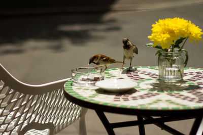Close-up of birds on table
