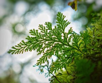 Close-up of tree leaves