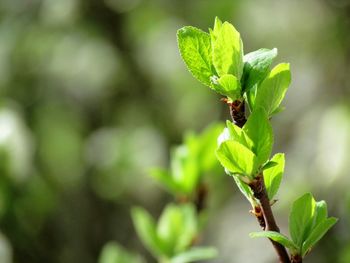 Close-up of plant