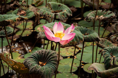 Pinklotus flower in the water located in ubud, indonesia