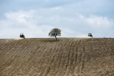 Trees on field against sky