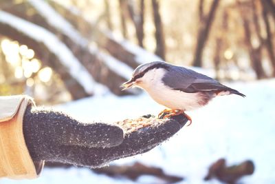 Close-up of bird perching on hand