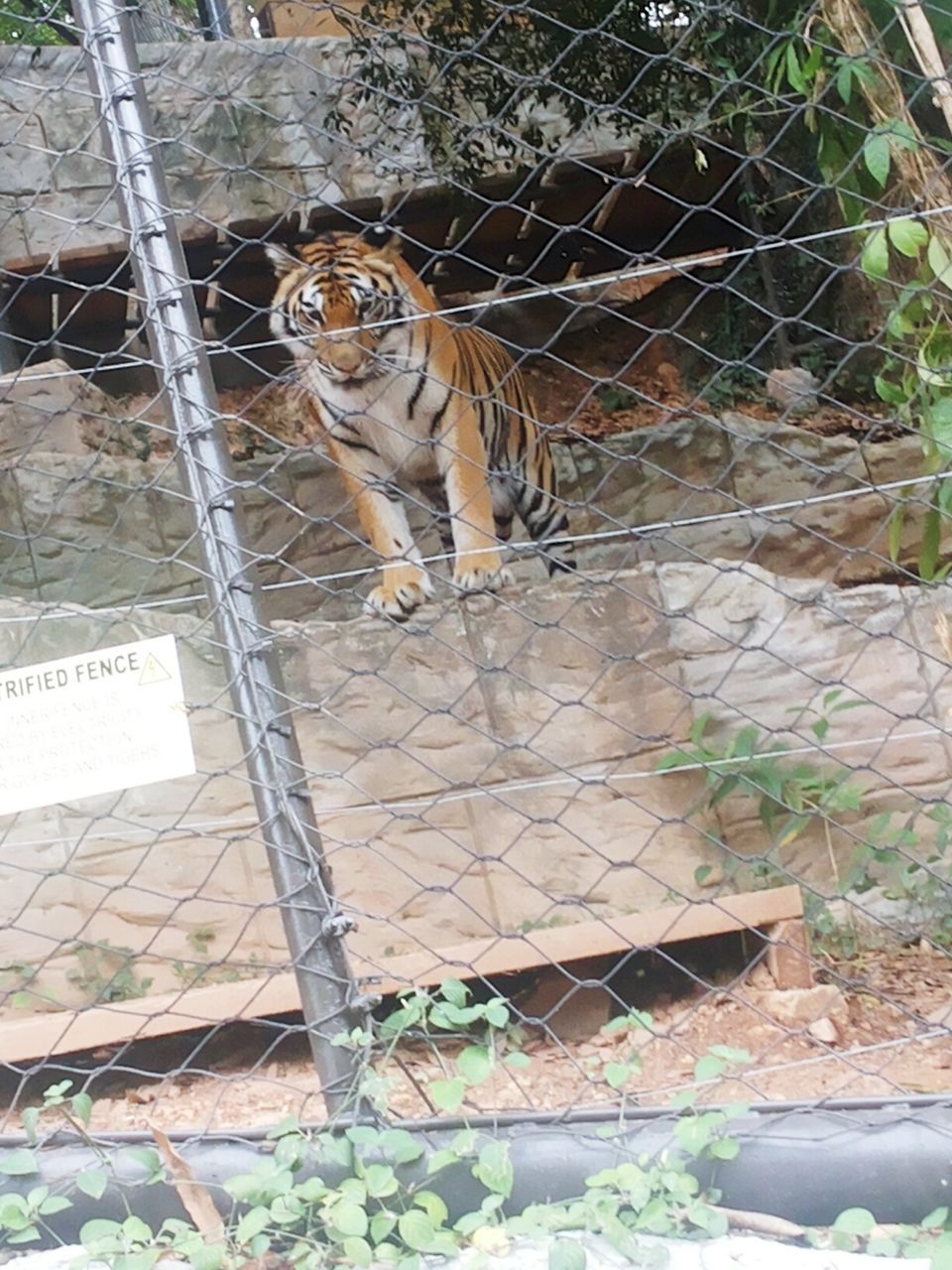 animal themes, one animal, animals in the wild, wildlife, mammal, zoo, built structure, bird, full length, outdoors, wall - building feature, day, no people, animals in captivity, sitting, domestic cat, high angle view, cat, brick wall, architecture