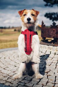 Portrait of dog against sky