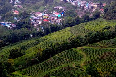 High angle view of agricultural field