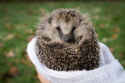 High angle view of hand holding young hedgehog 