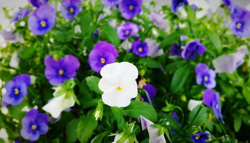 Close-up of purple flowers