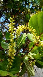 Close-up of fruits growing on tree