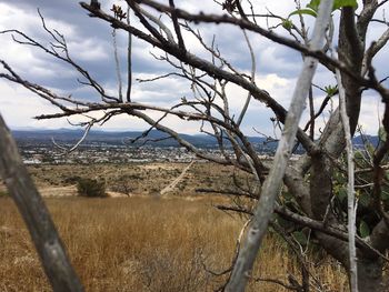 Bare trees against sky