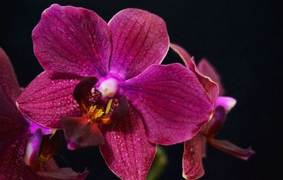 Close-up of pink orchid blooming outdoors