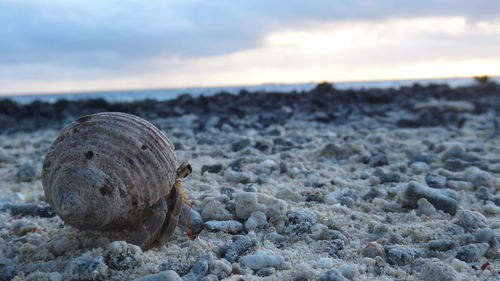 Close-up of shell on beach