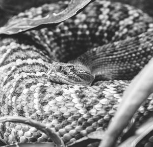 Close-up of lizard on leaf