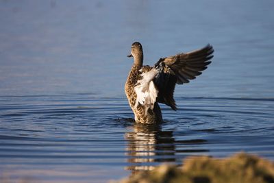 Bird flying over lake