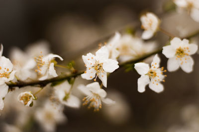 Close-up of white flowers blooming on tree