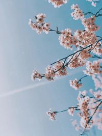 Low angle view of cherry blossoms against sky
