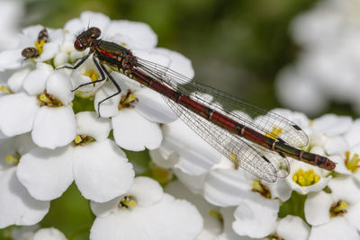 Close-up of dragonfly on white flower