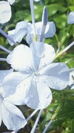 Close-up of white flowers