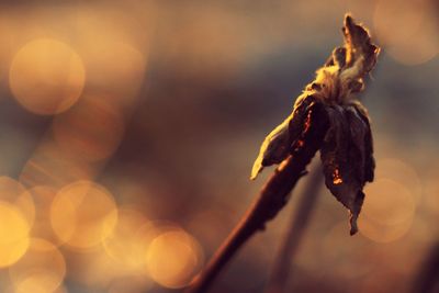 Close-up of wilted flower