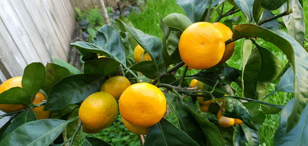 Close-up of oranges growing on plant