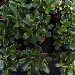 Full frame shot of succulent plant leaves