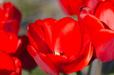 Close-up of red tulip