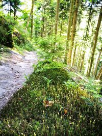 Scenic view of forest