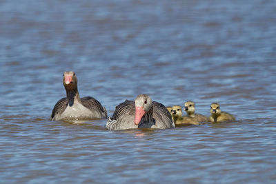 Ducks swimming in lake