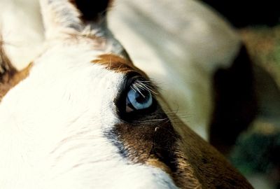 Close-up of horse