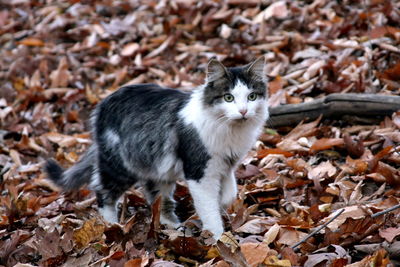 Cat waking in the woods